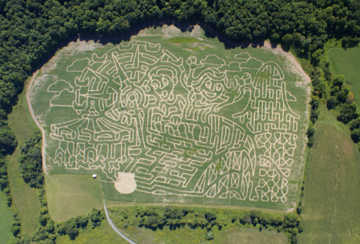corn maze