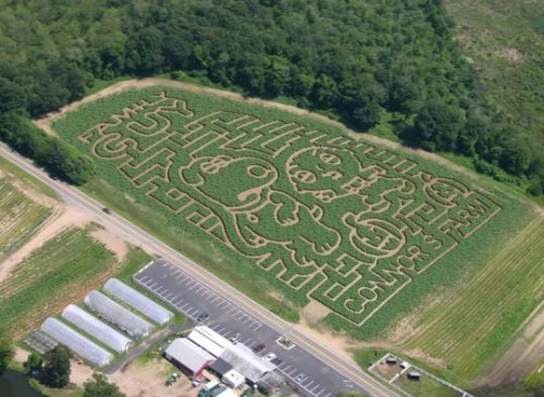 family guy corn maze