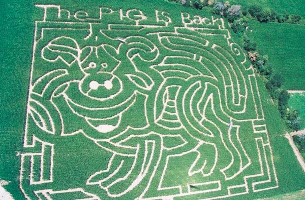 awesome corn maze