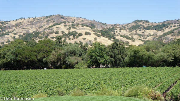Stag's Leap Wine Cellars