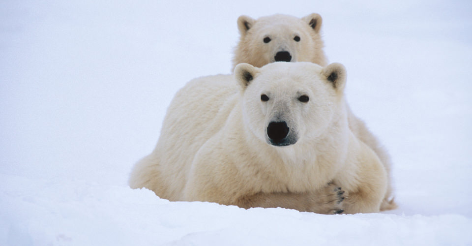 Polar-Bears Churchill Manitoba