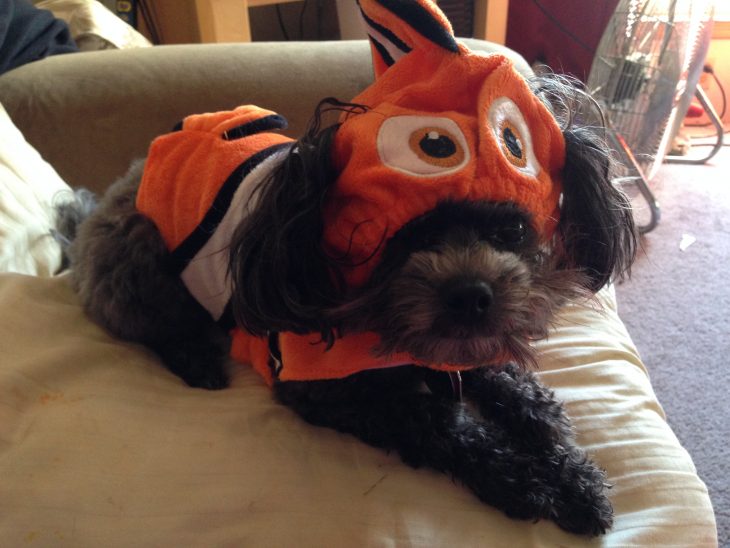 Finding Nemo Pet Costume from Pet Smart
