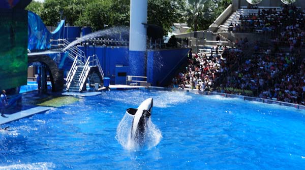 Sea World Orlando - 4 Things Not To Miss - Baby to Boomer Lifestyle