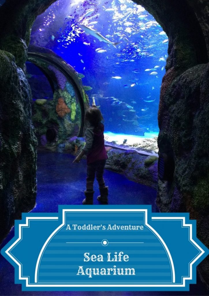 A Toddler's Adventure at Sea Life Aquarium Michigan