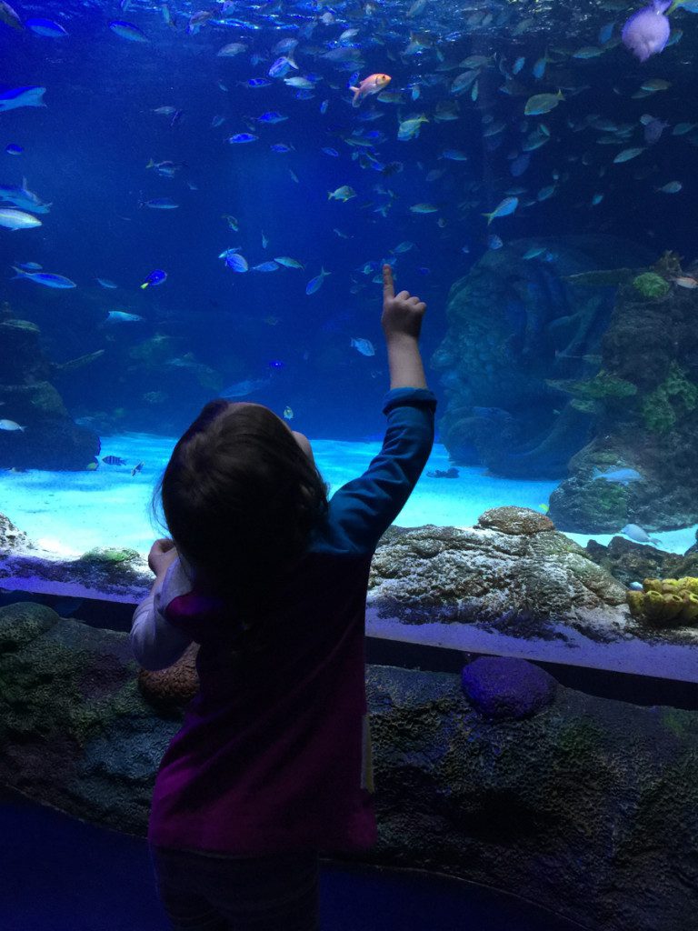 A Toddler's Adventure at Sea Life Aquarium Michigan