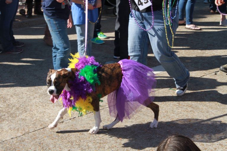 Mystical Krewe of Barkus Mardi Gras Parade - Just Short of Crazy