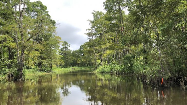 Pascagoula River Audubon Center and McCoy’s Marsh Tour