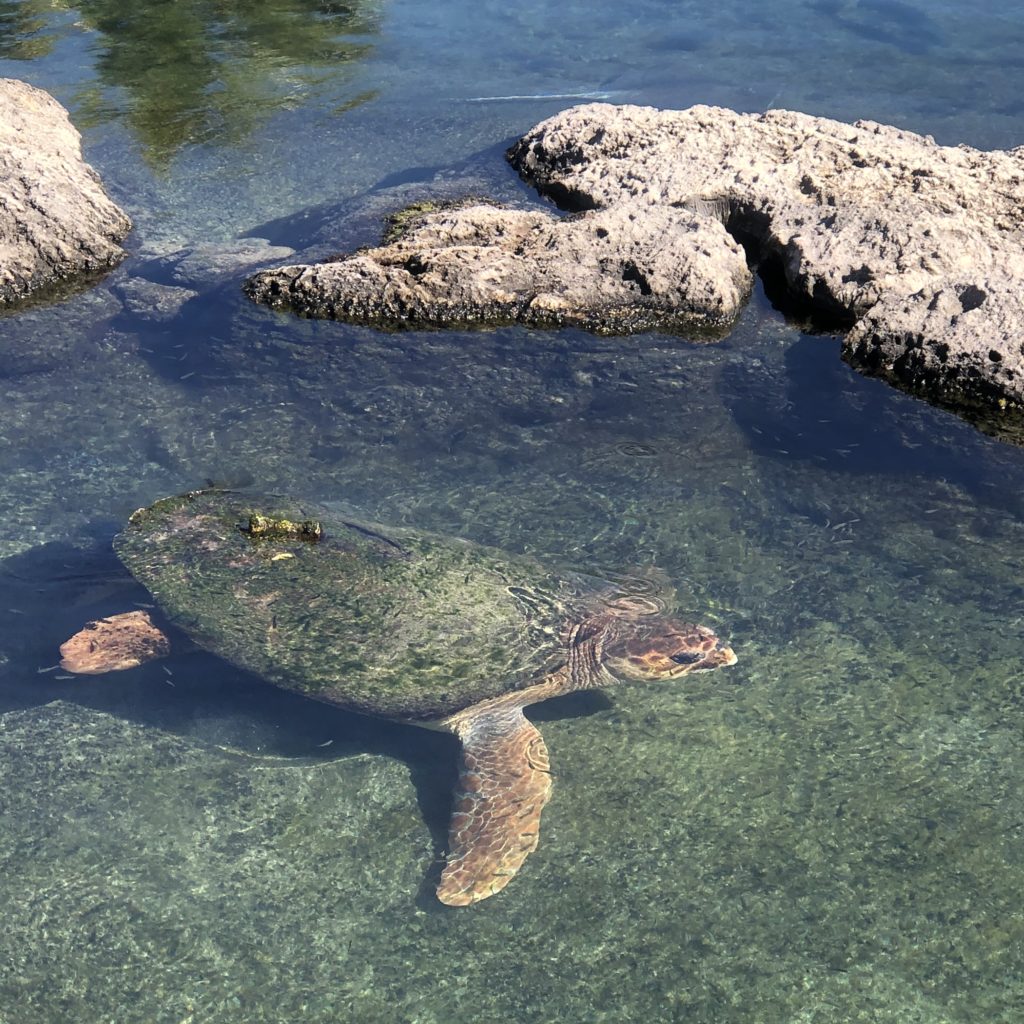 Florida Oceanographic Coastal Center: Under The Sea Fun While Staying ...