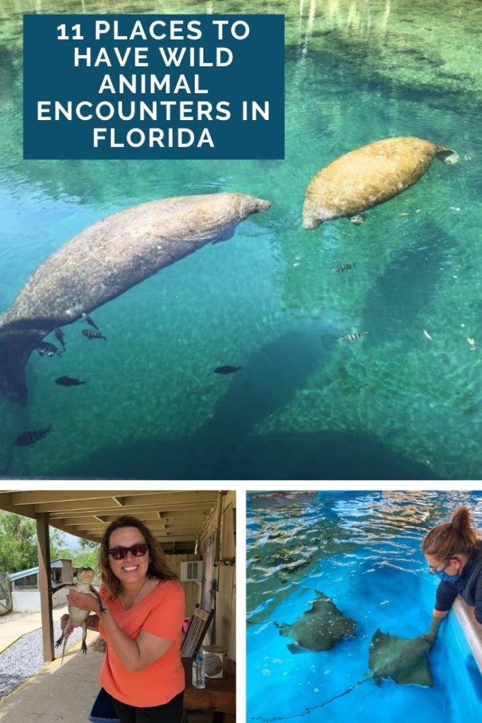 11 Places To Have Wild Animal Encounters in Florida - Just Short of Crazy